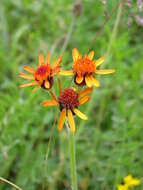 Imagem de Pilosella aurantiaca (L.) Sch. Bip., F. W. Schultz & Sch. Bip.