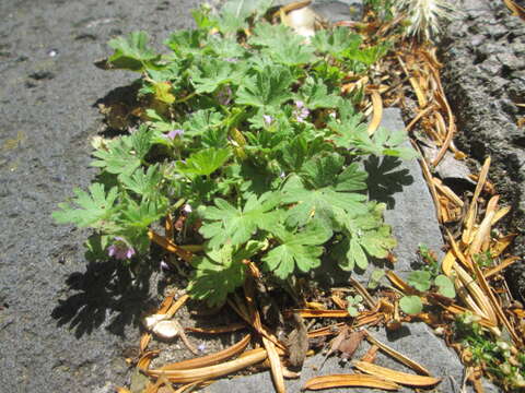 Imagem de Geranium pusillum L.