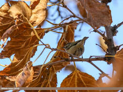 Phylloscopus chloronotus (Gray, JE, Gray & GR 1847) resmi