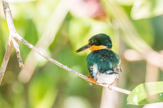 Image of American Pygmy Kingfisher