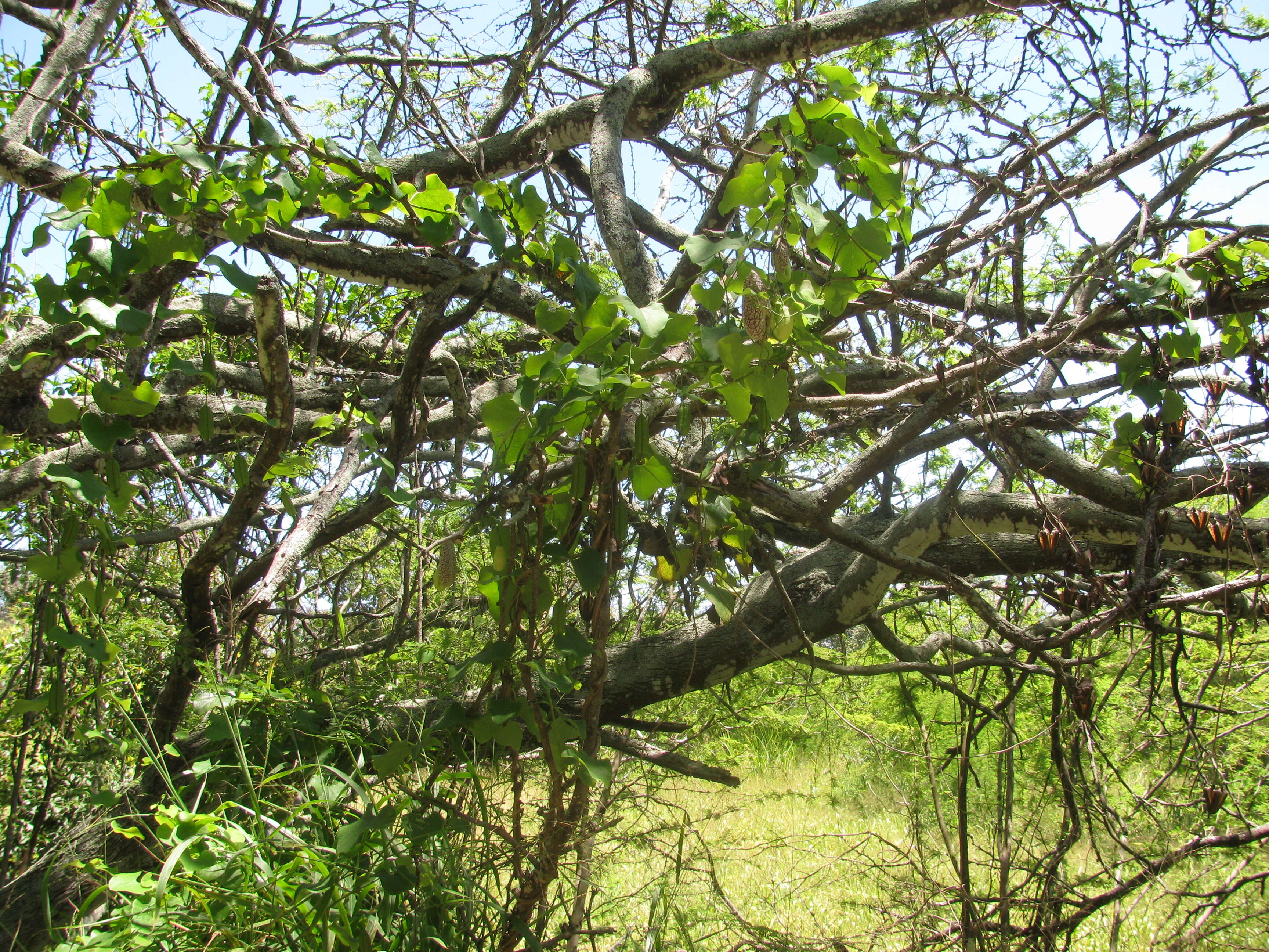 صورة Aristolochia elegans Mast.