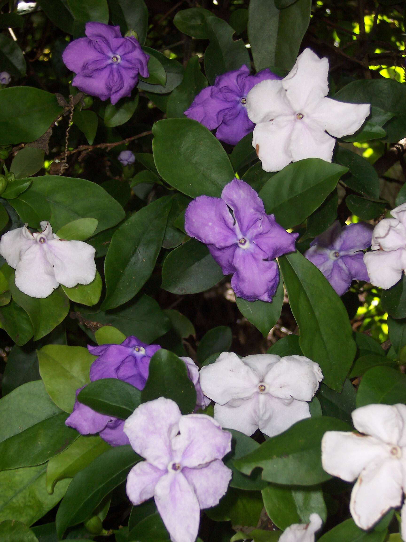 Brunfelsia uniflora (Pohl) D. Don resmi