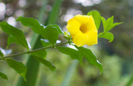 Image of bush allamanda