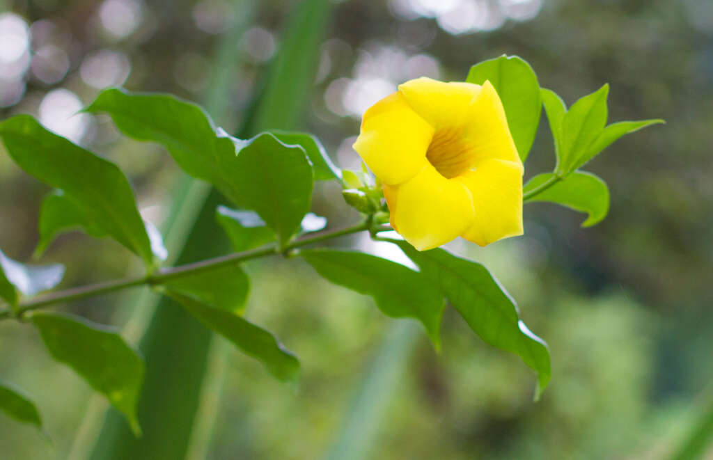 Image of bush allamanda