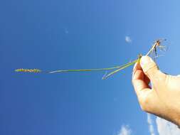 Image of Crested dogstail grass