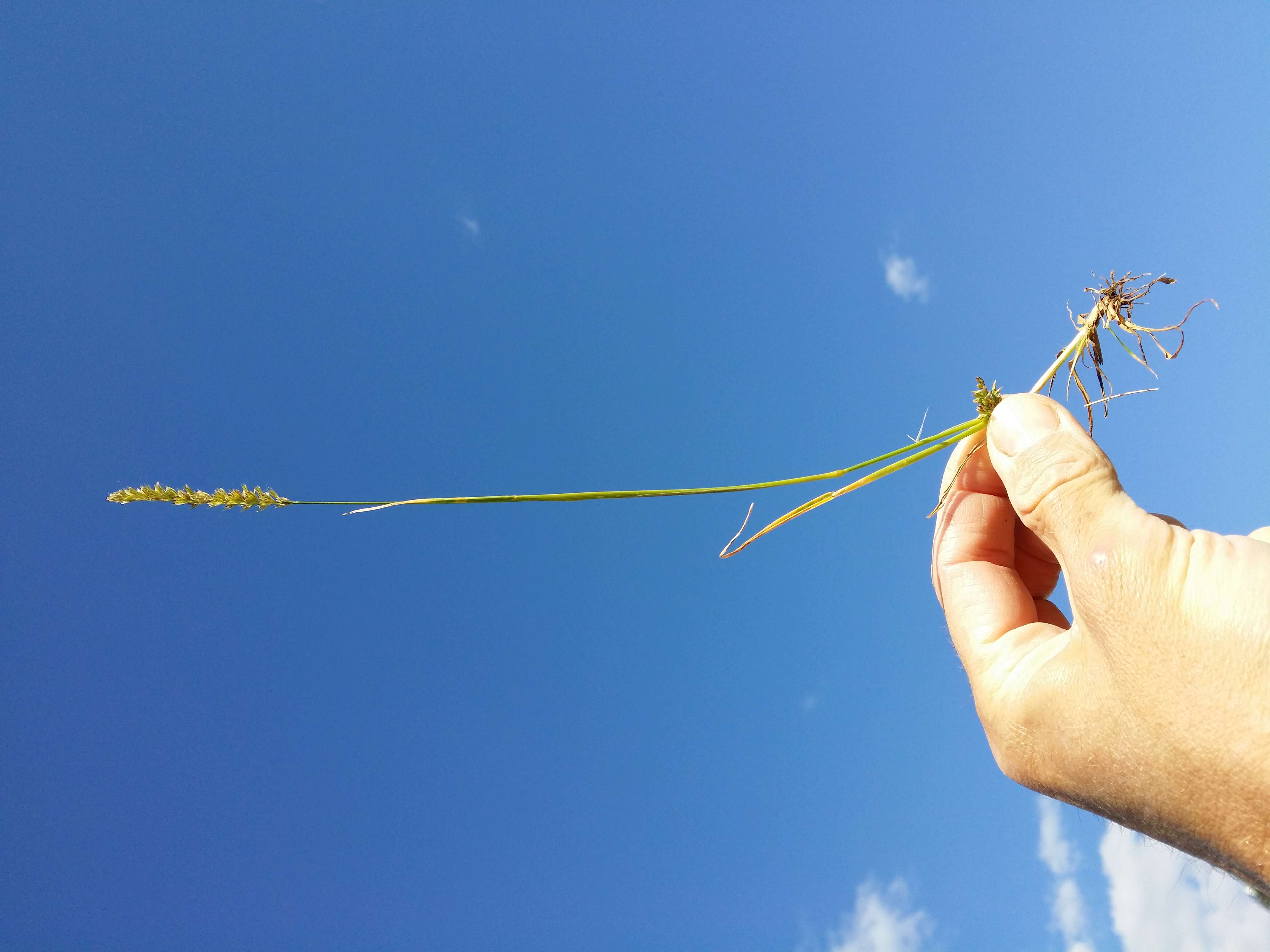 Image of Crested dogstail grass