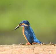 Image of Common Kingfisher