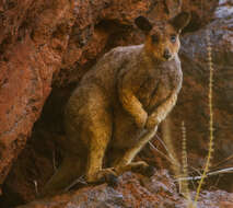 Image of Rothschild's Rock Wallaby