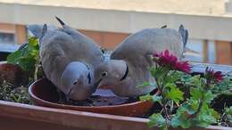 Image of Collared Dove