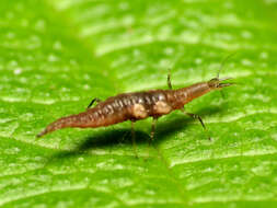 Image of brown lacewings