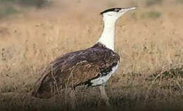 Image of Great Indian Bustard