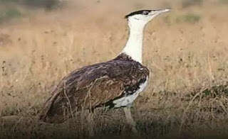 Image of Great Indian Bustard