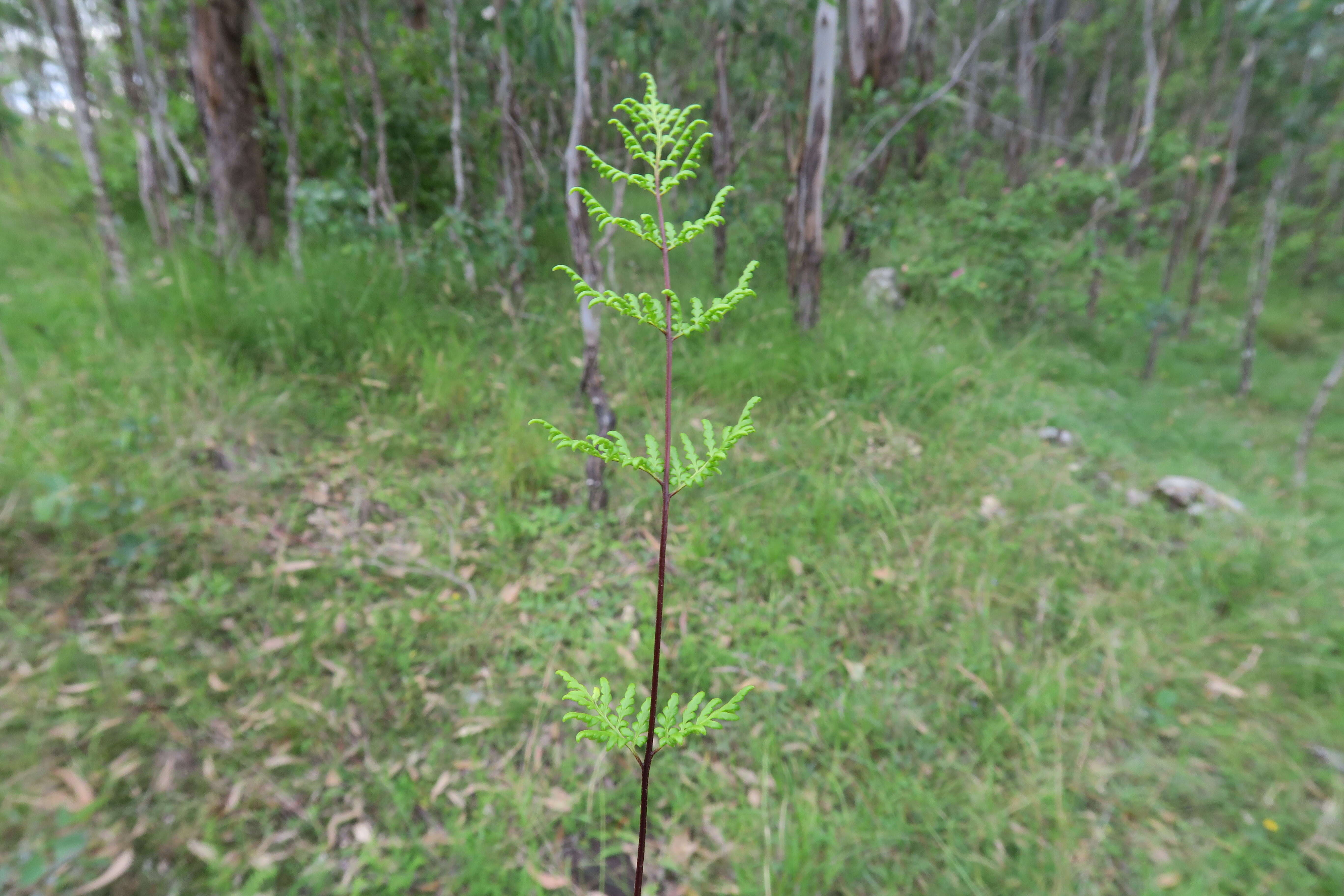 Image of Mulga fern