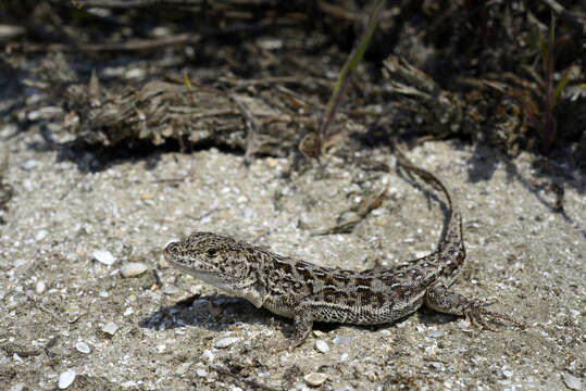 Image of Steppe-runner