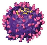 Image of Murine leukemia virus