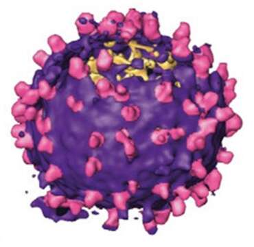 Image de Murine leukemia virus