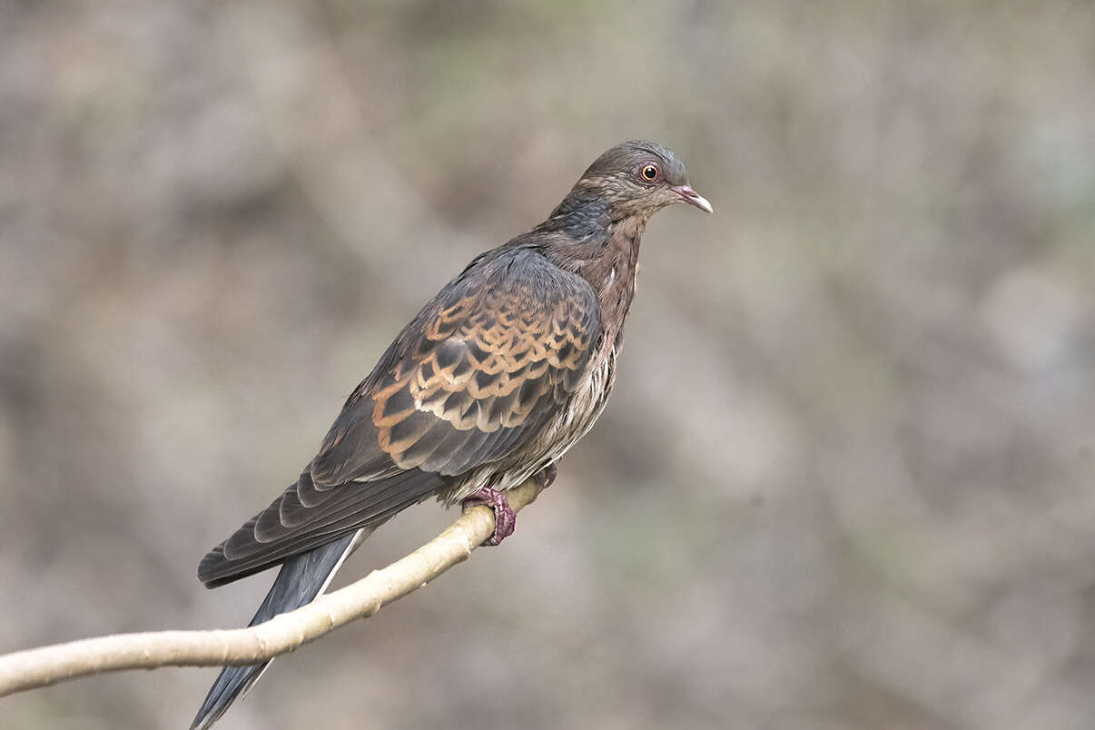 Image of Oriental Turtle Dove