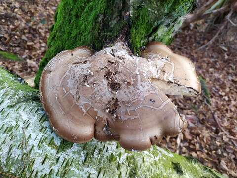 Image of birch polypore