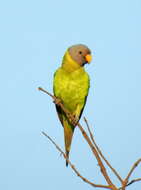 Image of Plum-headed Parakeet