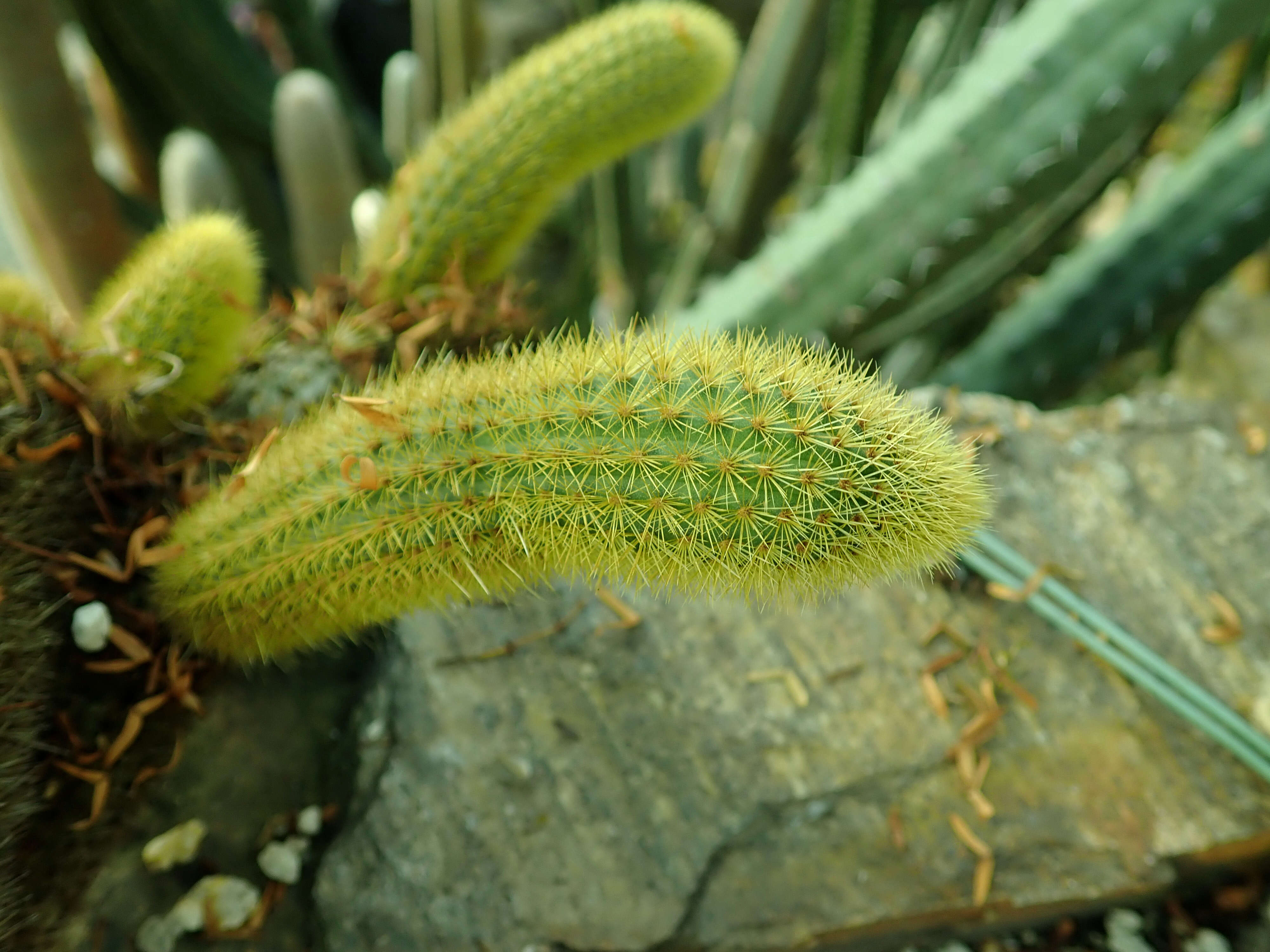 صورة Cleistocactus winteri D. R. Hunt