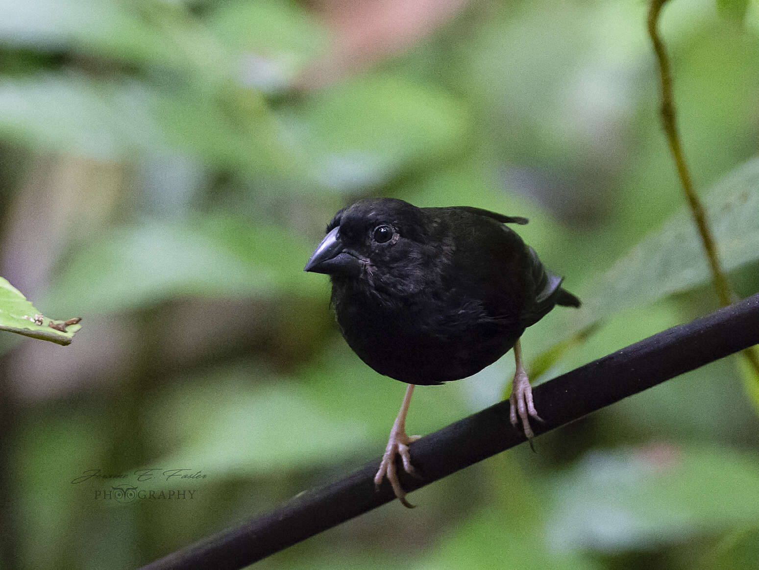 Image of St Lucia Black Finch