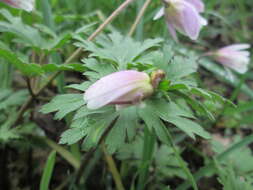 Image of Balkan Anemone