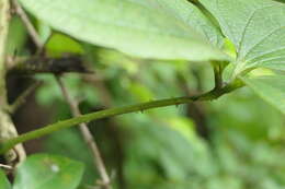 صورة Dioscorea hispida Dennst.