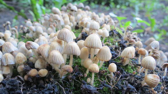 Image of Trooping Inkcaps