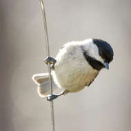 Image of Carolina Chickadee