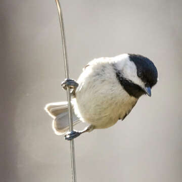 Image of Carolina Chickadee