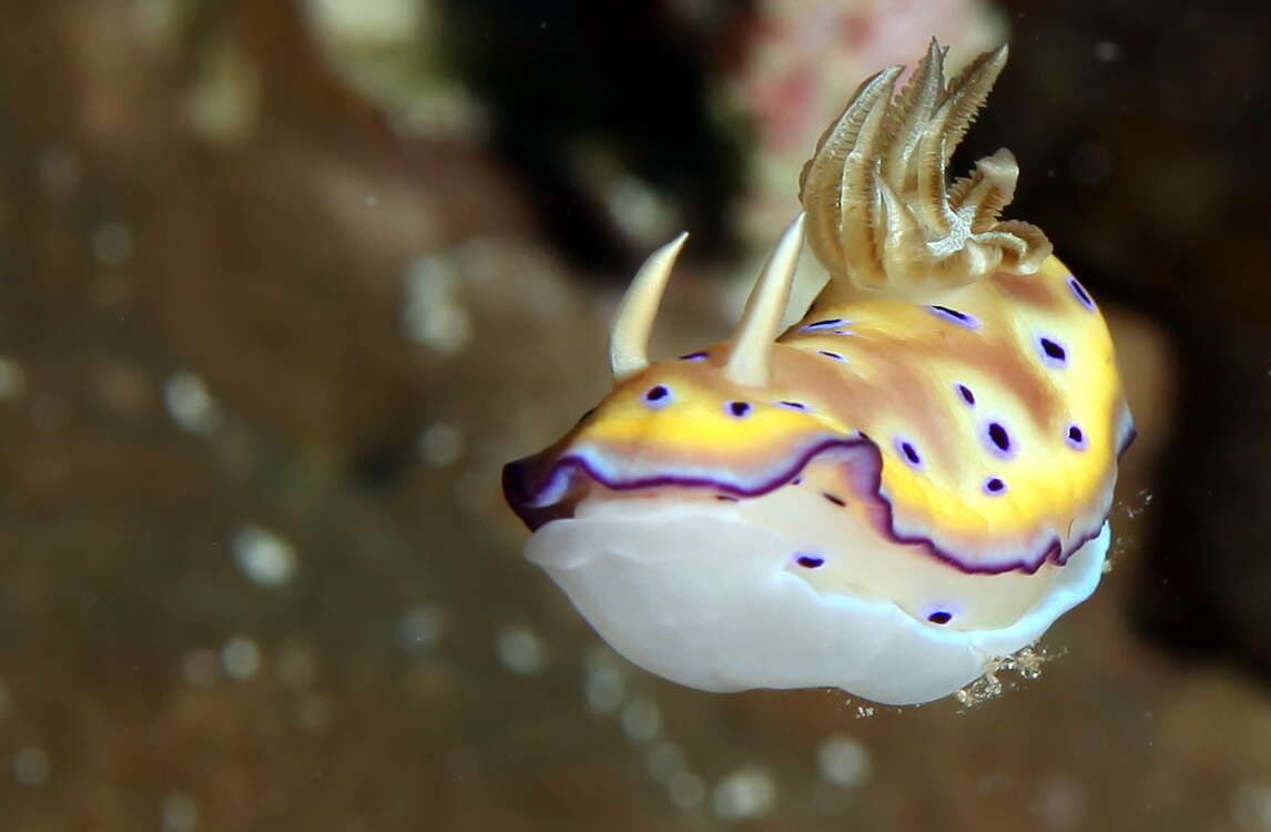 Image of Purple spot skirt lifter slug