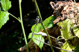 Image of Sombre Goldenring