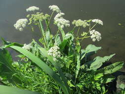 Image of wild angelica