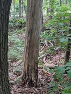 Image of Black Witches' Butter