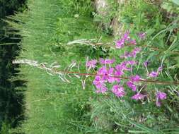 Image of Narrow-Leaf Fireweed