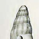 Image of Mitromorpha paula Verco 1909