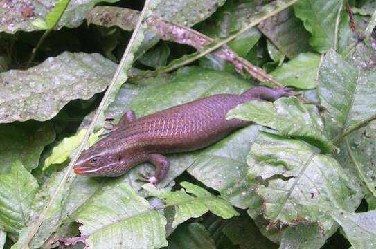 Imagem de Eutropis Fitzinger 1843