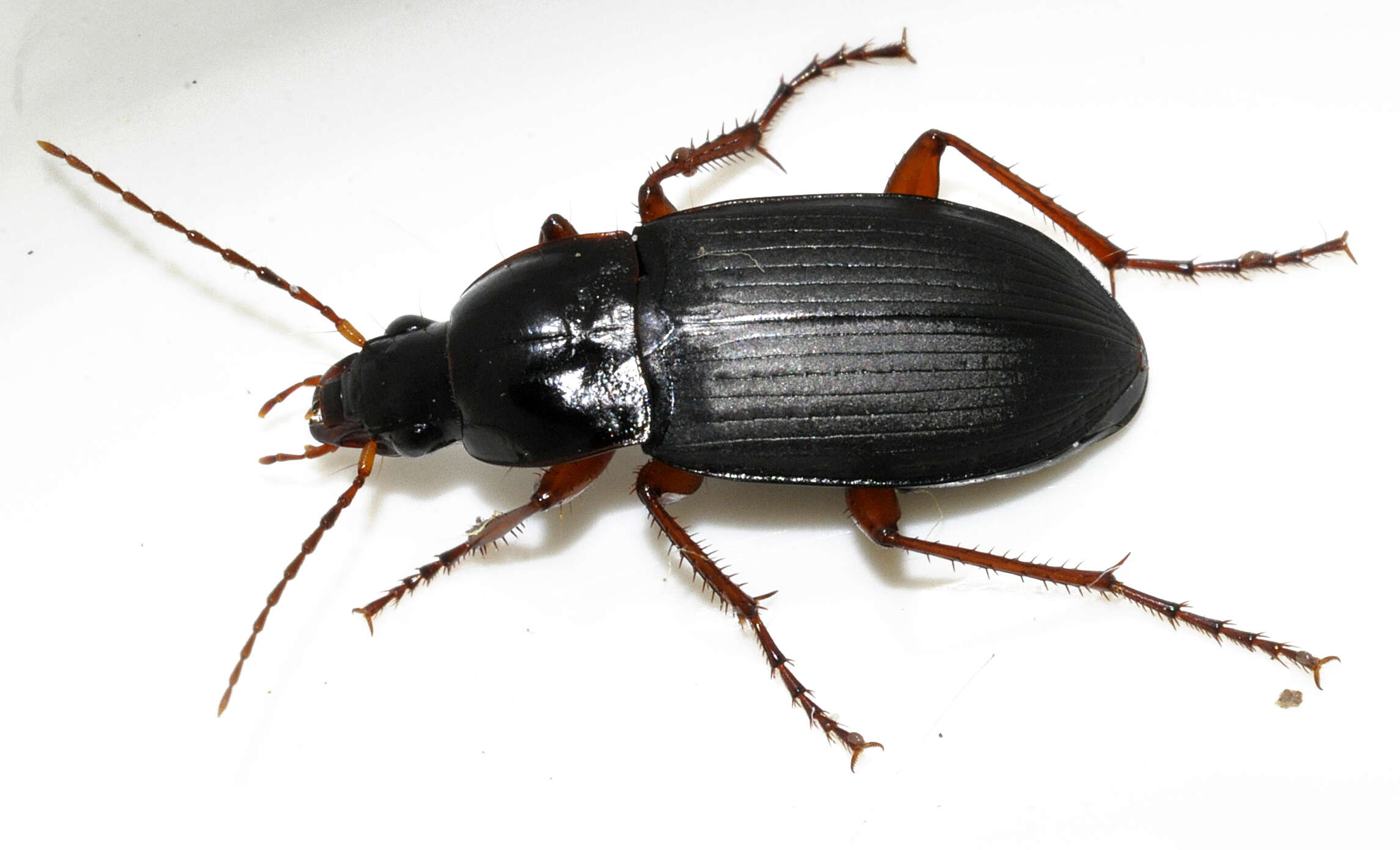 Image of Carabidae