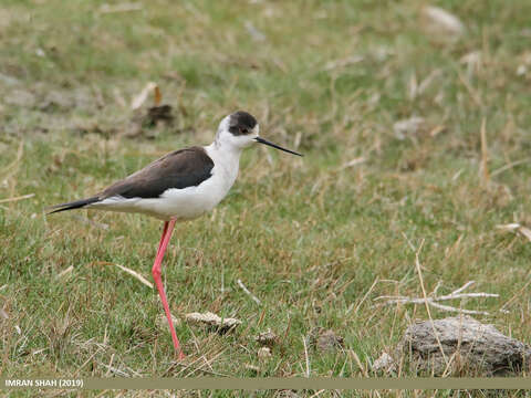 Image of Black-winged Stilt