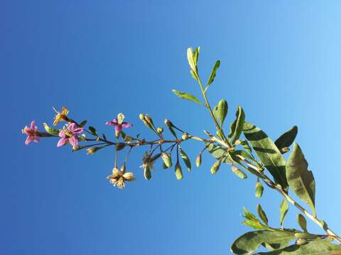 Image of matrimony vine