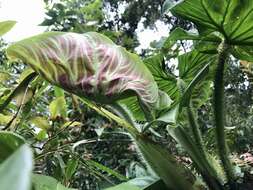 Image of Philodendron verrucosum L. Mathieu ex Schott