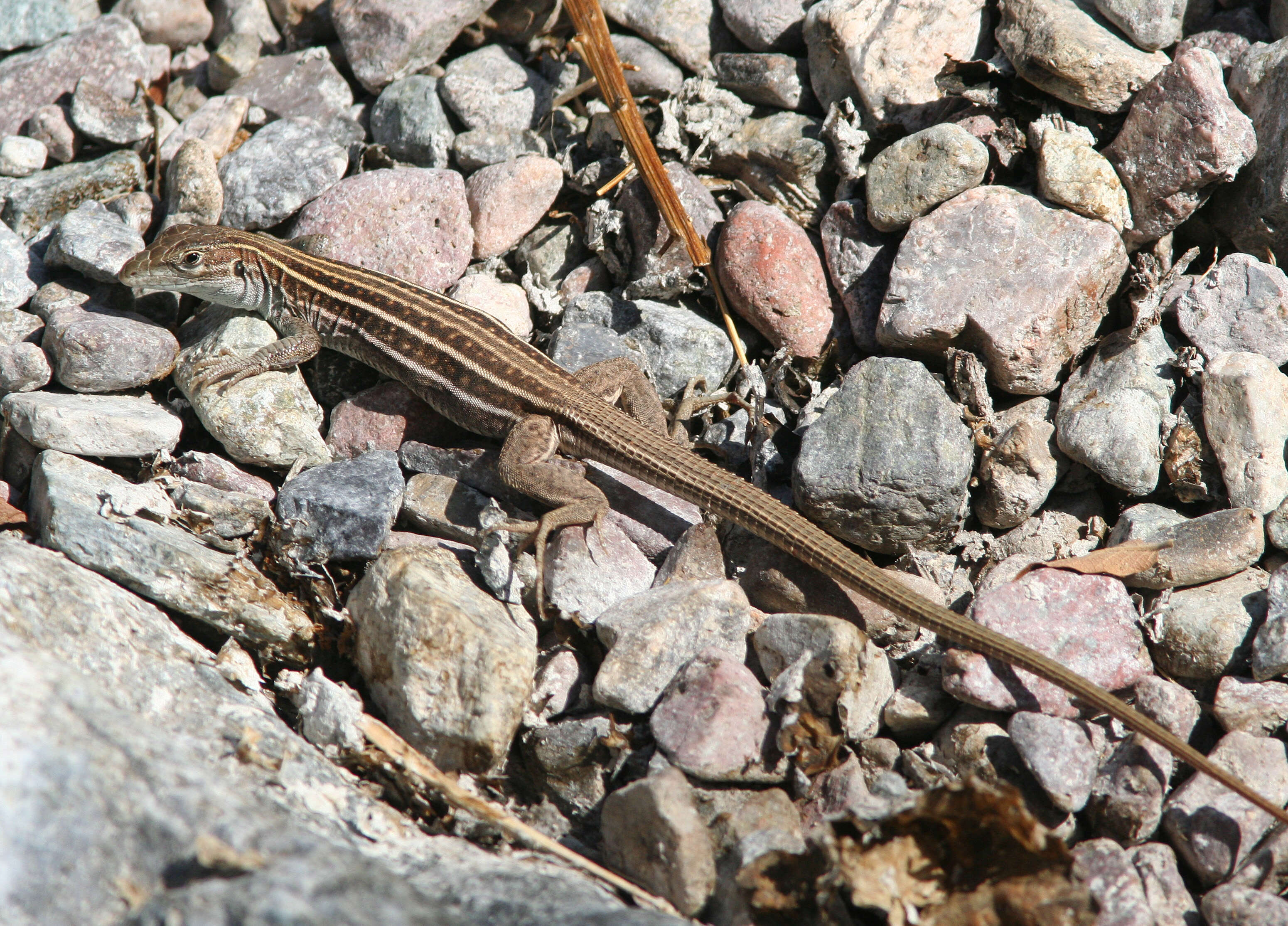 Image of Sonoran Spotted Whiptail