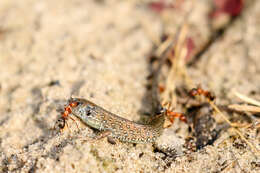 Image of Sand Lizard