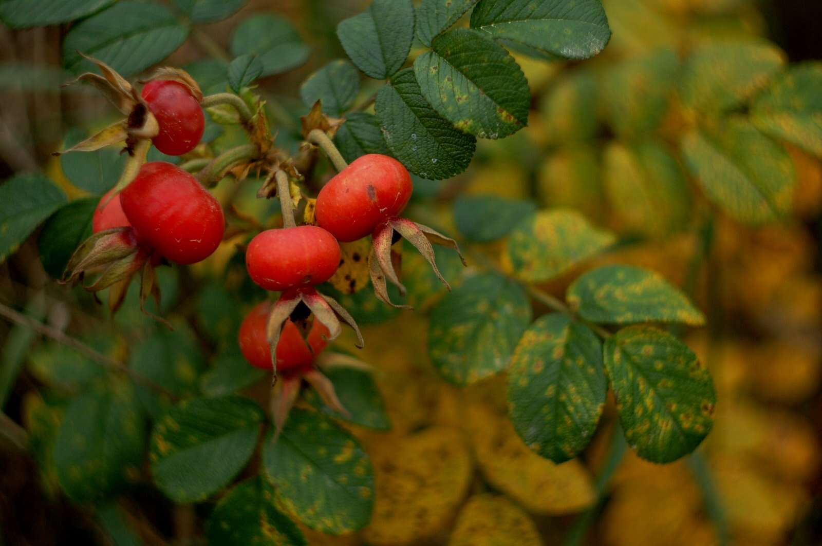 Image of japanese rose