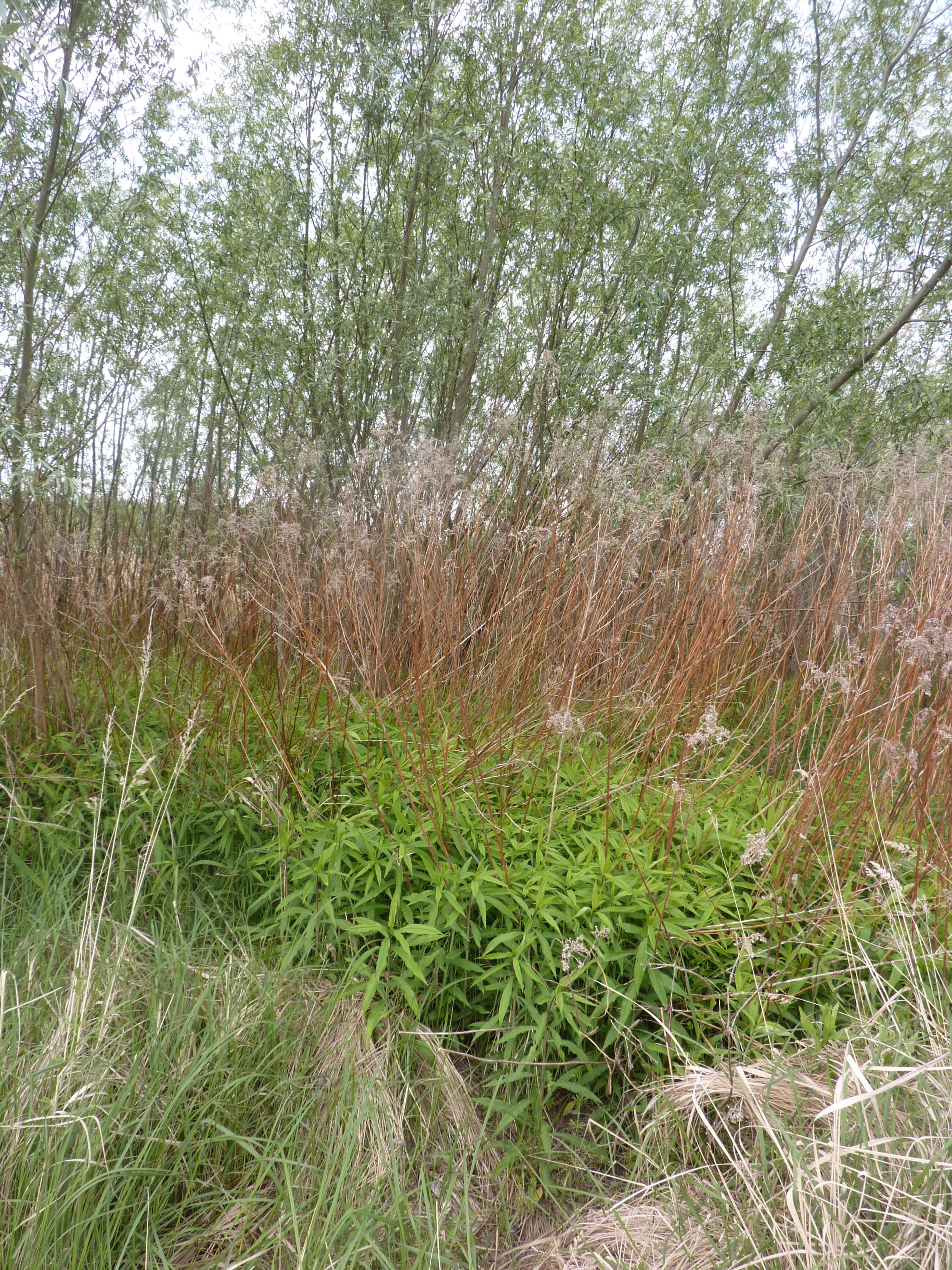 Imagem de Solidago gigantea Ait.