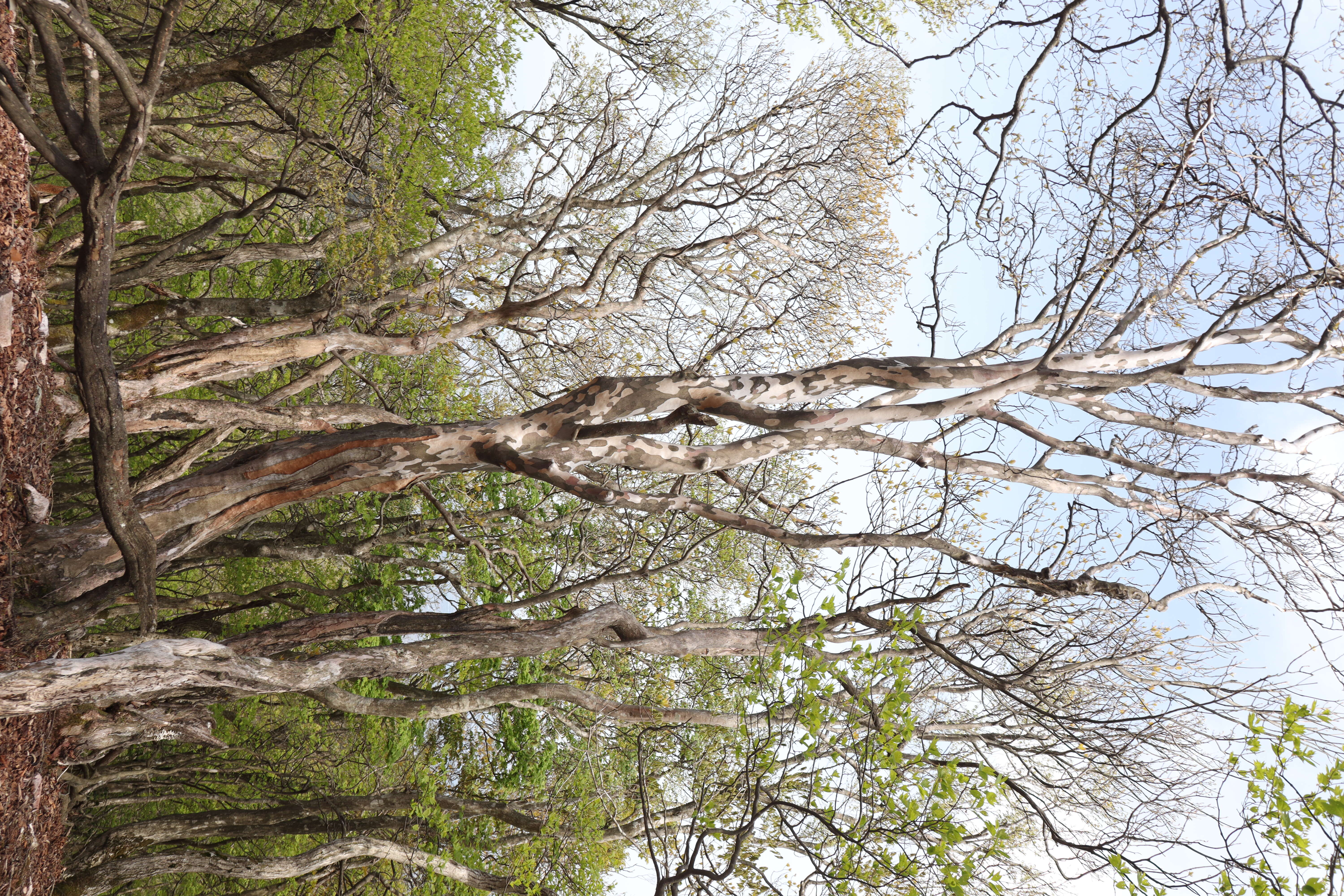 Image of Japanese stewartia