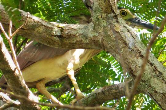 Image of Nankeen Night Heron