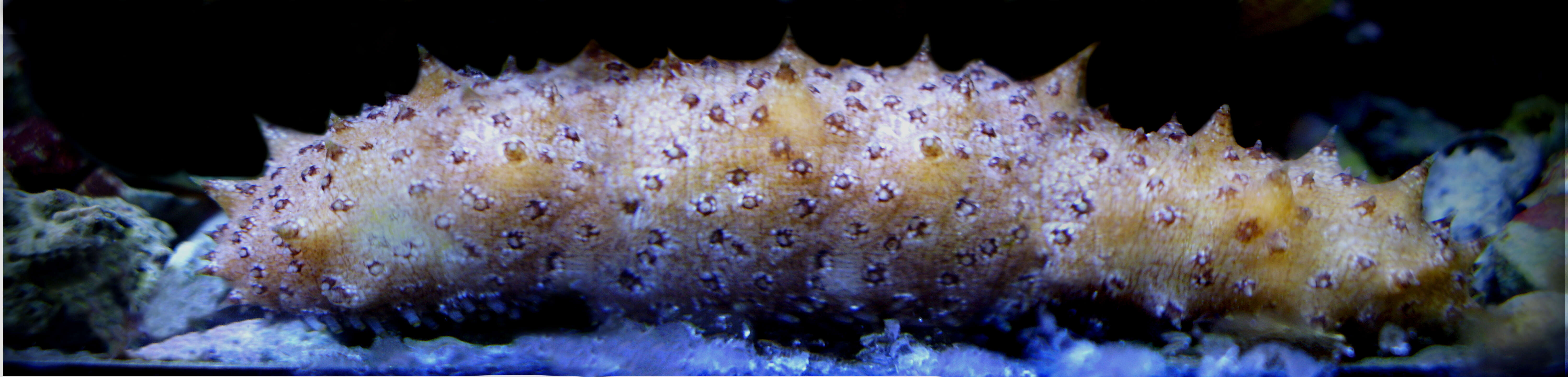 Image of Tiger-Tail Sea Cucumber