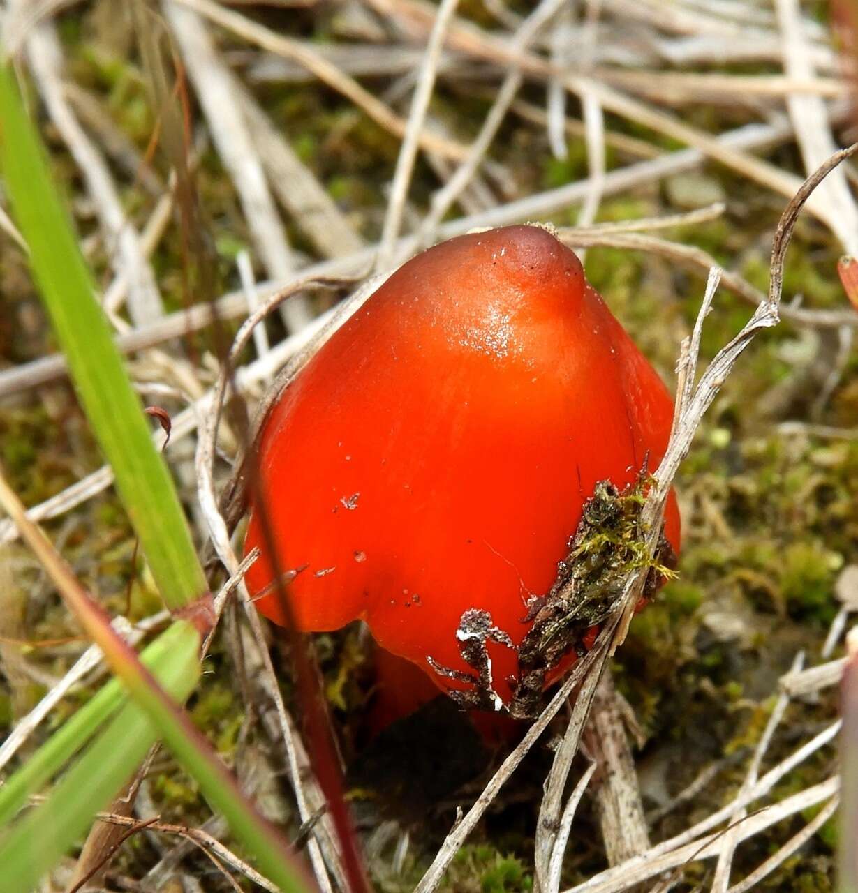 Image de Hygrophore conique