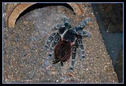 Image of Bahia Scarlet Tarantula